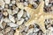 Variety of seashells with starfish macro viewÂ 